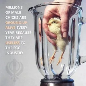 Can sikhs eat meat