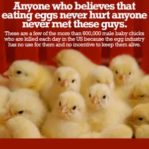 anyonewhothinkseatingeggs_orig