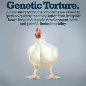 genetictorture_orig