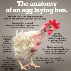 theanatomyofanegglayinghen_orig